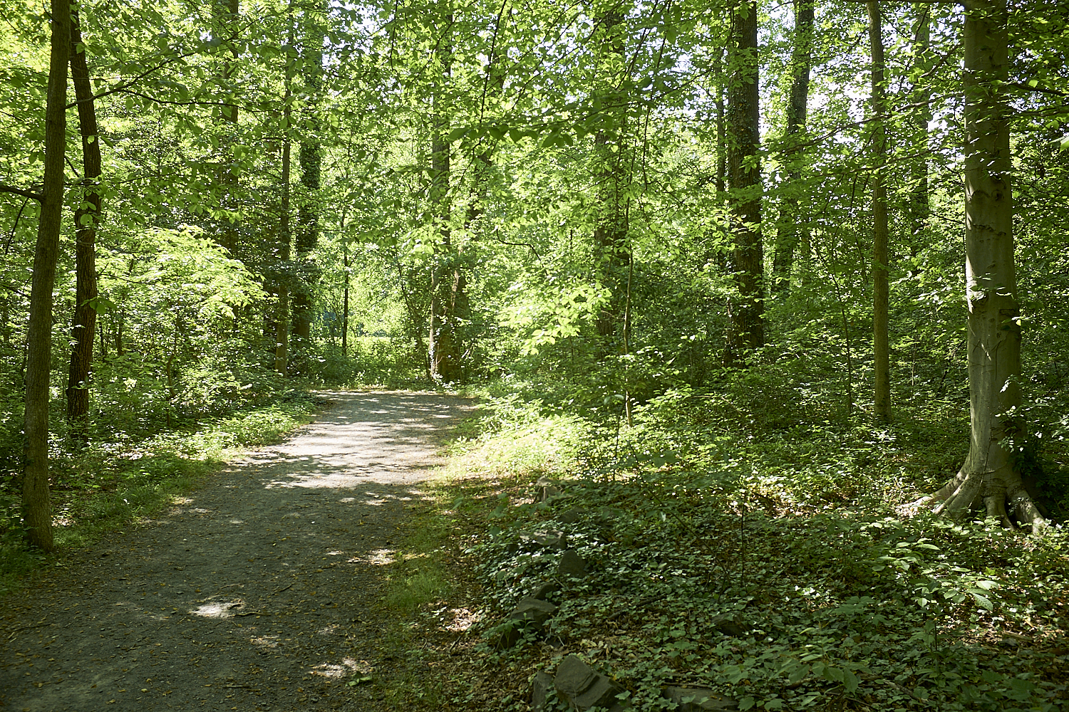 Walking Around Fairfax