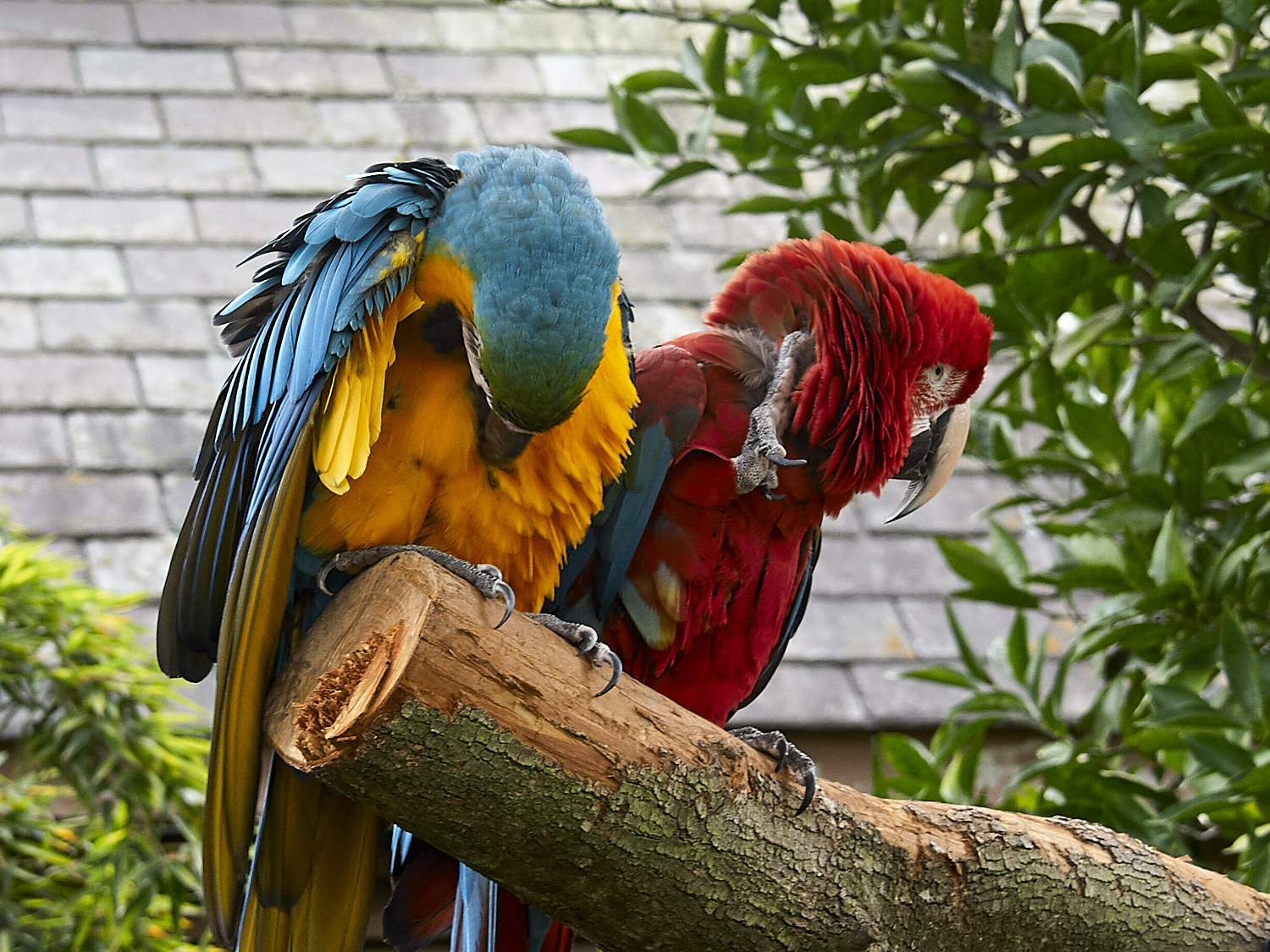 Audubon Zoo