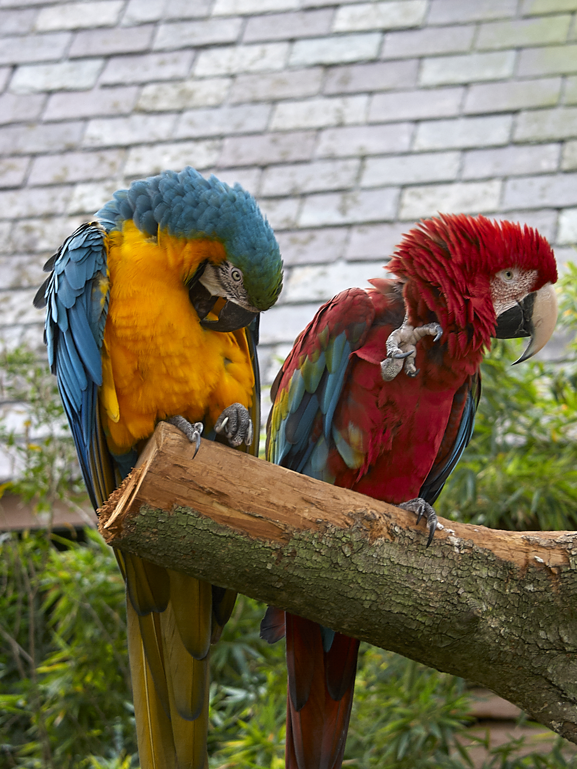 Audubon Zoo