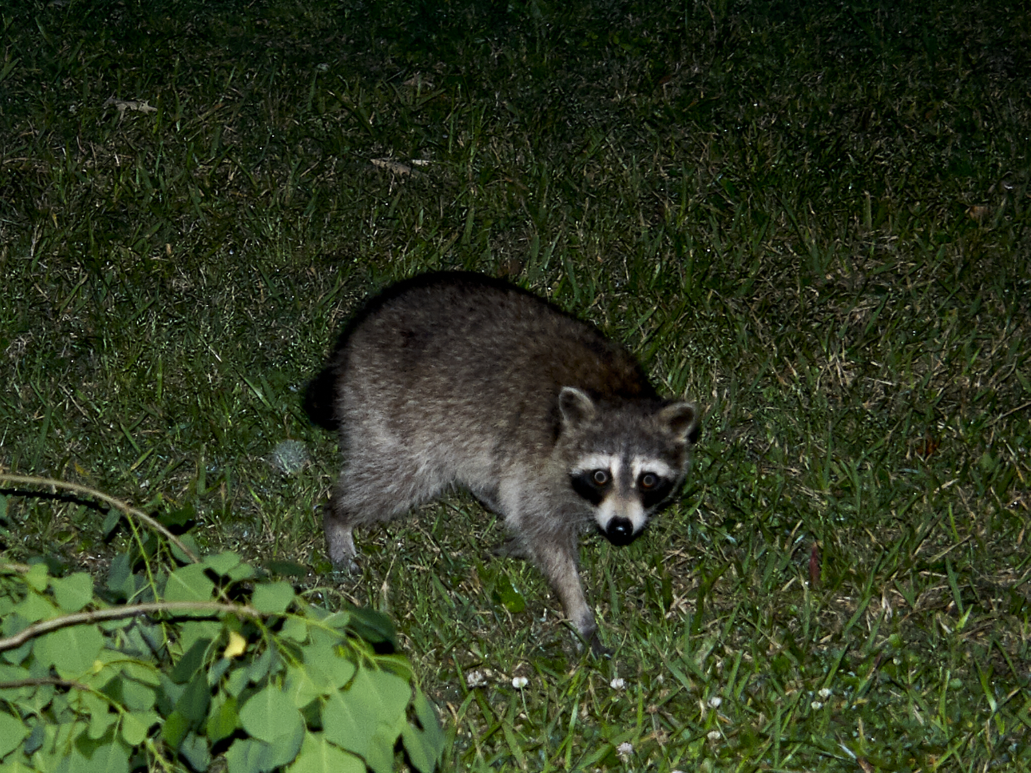 Spring Scout Campout