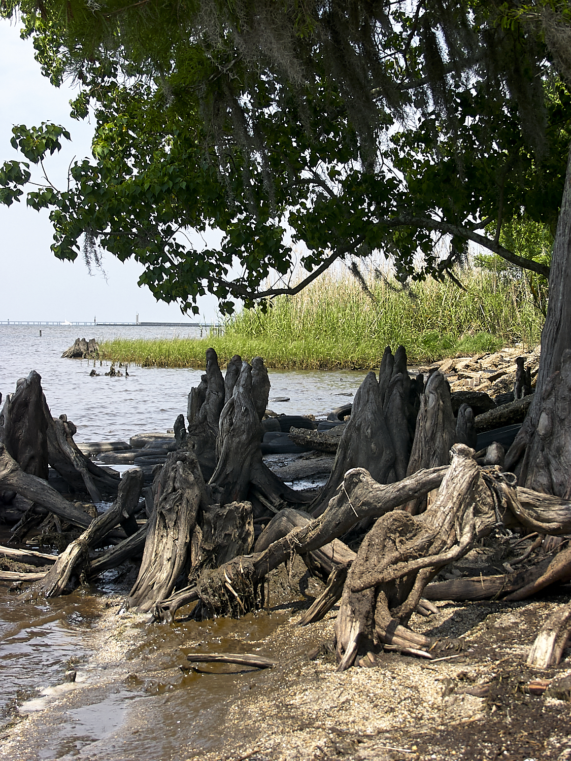 Spring Scout Campout