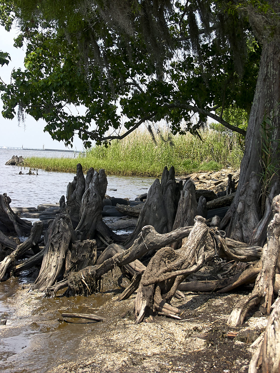 Spring Scout Campout