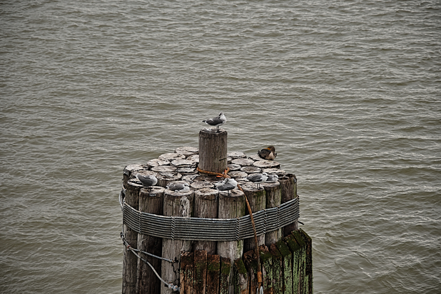 Jamestown-Scotland Ferry