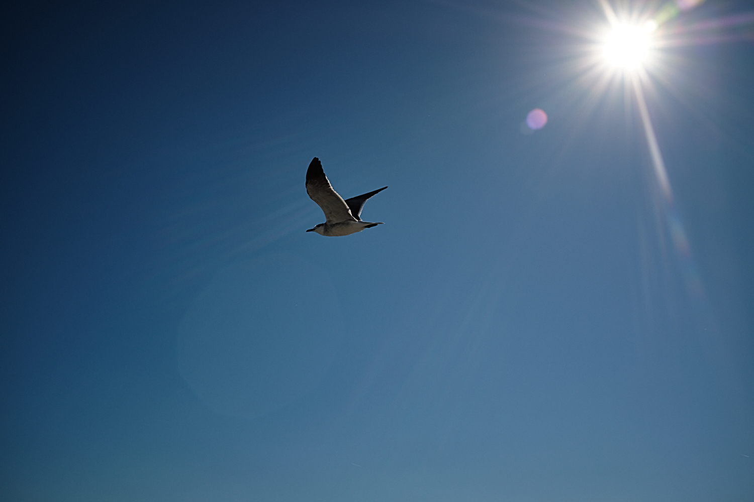 Jamestown-Scotland Ferry